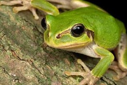 Batterio nella rana giapponese elimina i tumori al colon nei topi