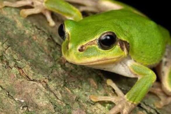 Batterio nella rana giapponese elimina i tumori al colon nei topi
