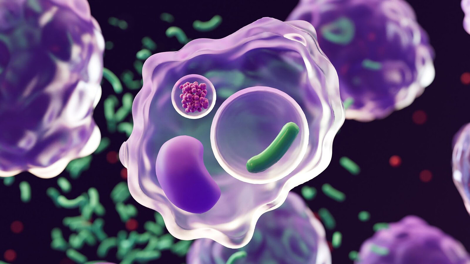 FNIP1, il gene del metabolismo perfetto apre a nuovi farmaci