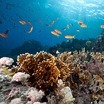 Oceani e CO2, il piano per potenziare l'assorbimento naturale