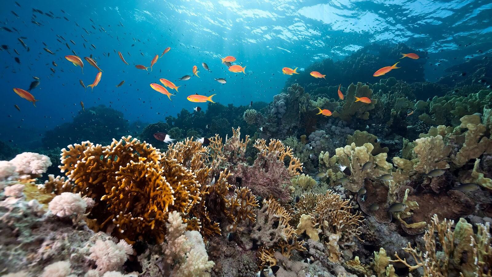 Oceani e CO2, il piano per potenziare l'assorbimento naturale