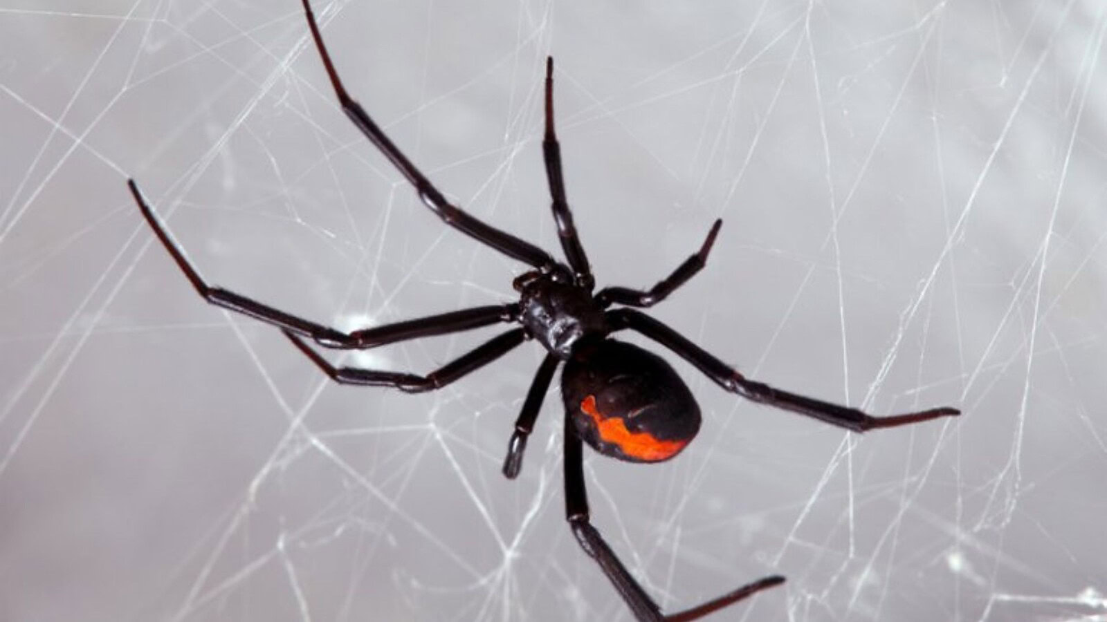 Vedova nera, l'aggressività dei maschi è scritta nel DNA