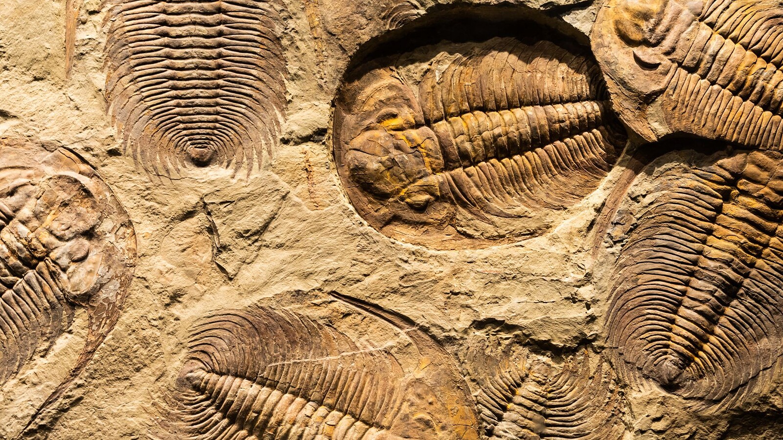 Fossile di 245 milioni di anni in Cina svela gli organi interni