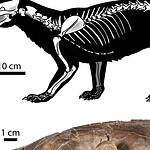 Canidi: fossile di 30 milioni di anni svela una caccia inattesa