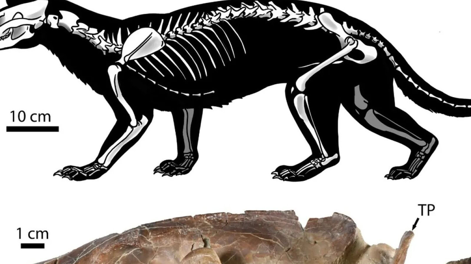 Canidi: fossile di 30 milioni di anni svela una caccia inattesa