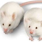 CRISPR
