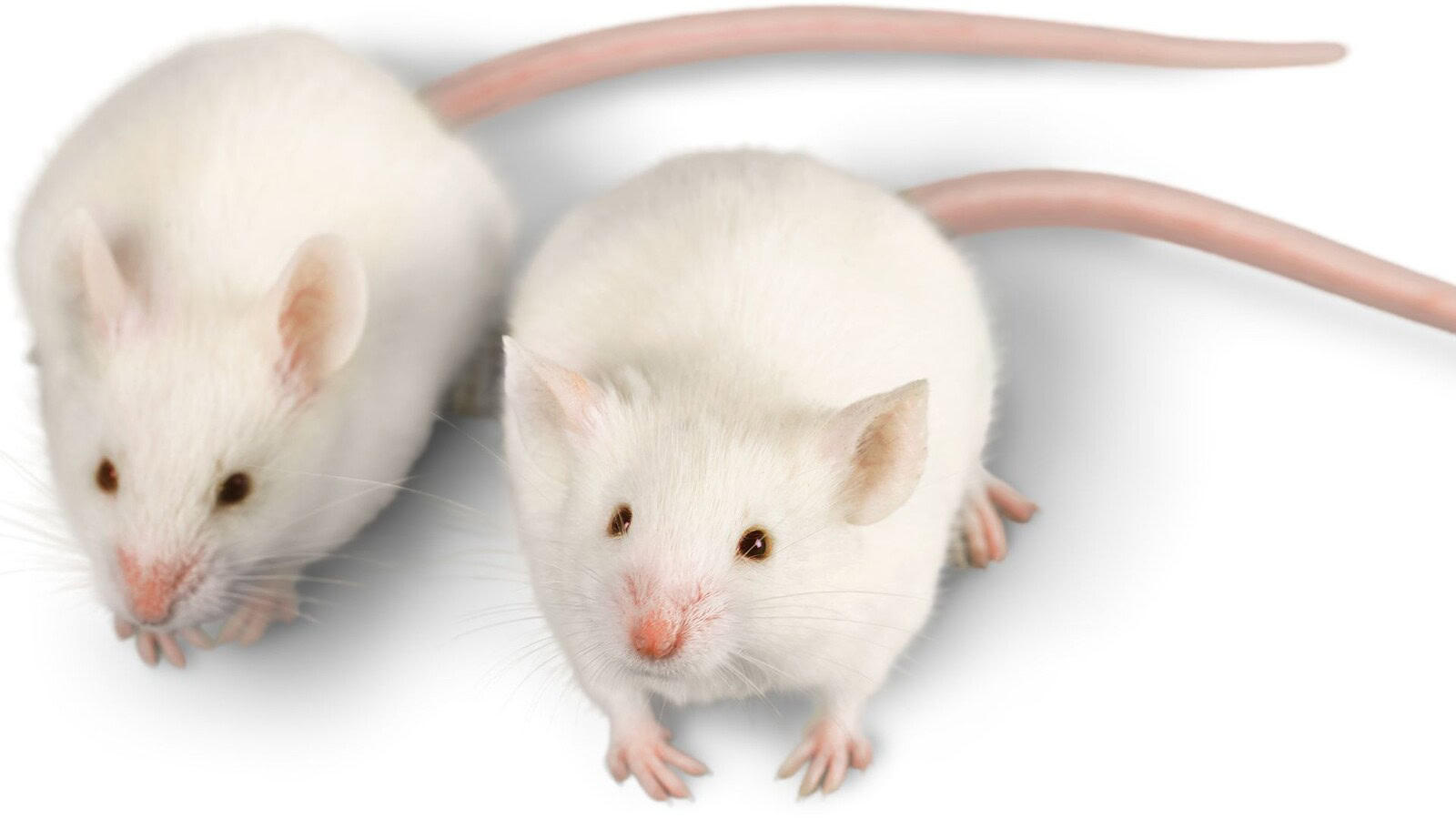 CRISPR