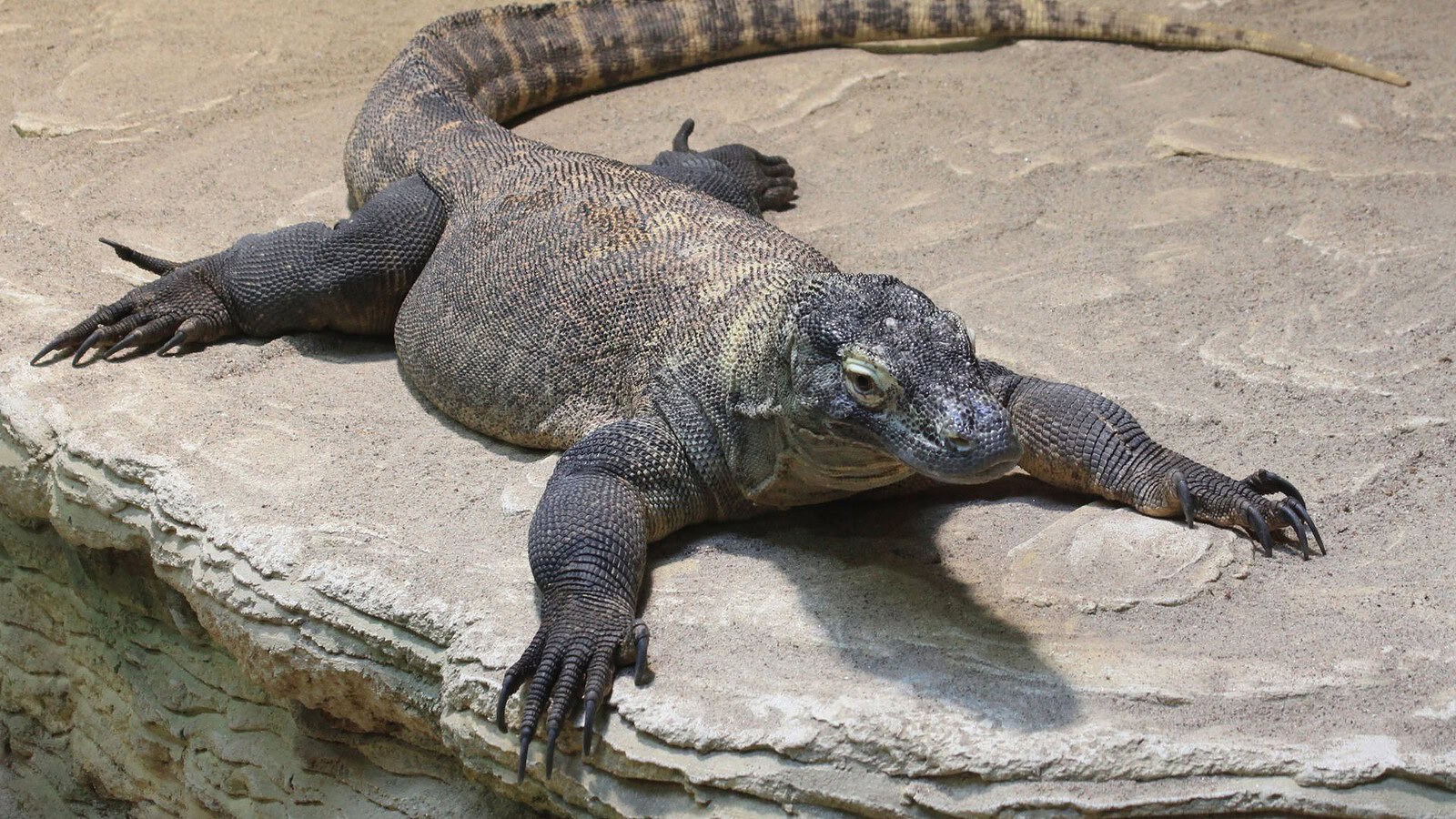 Rettili in fuga tra Modena e Brescia: allarme varano e tegu