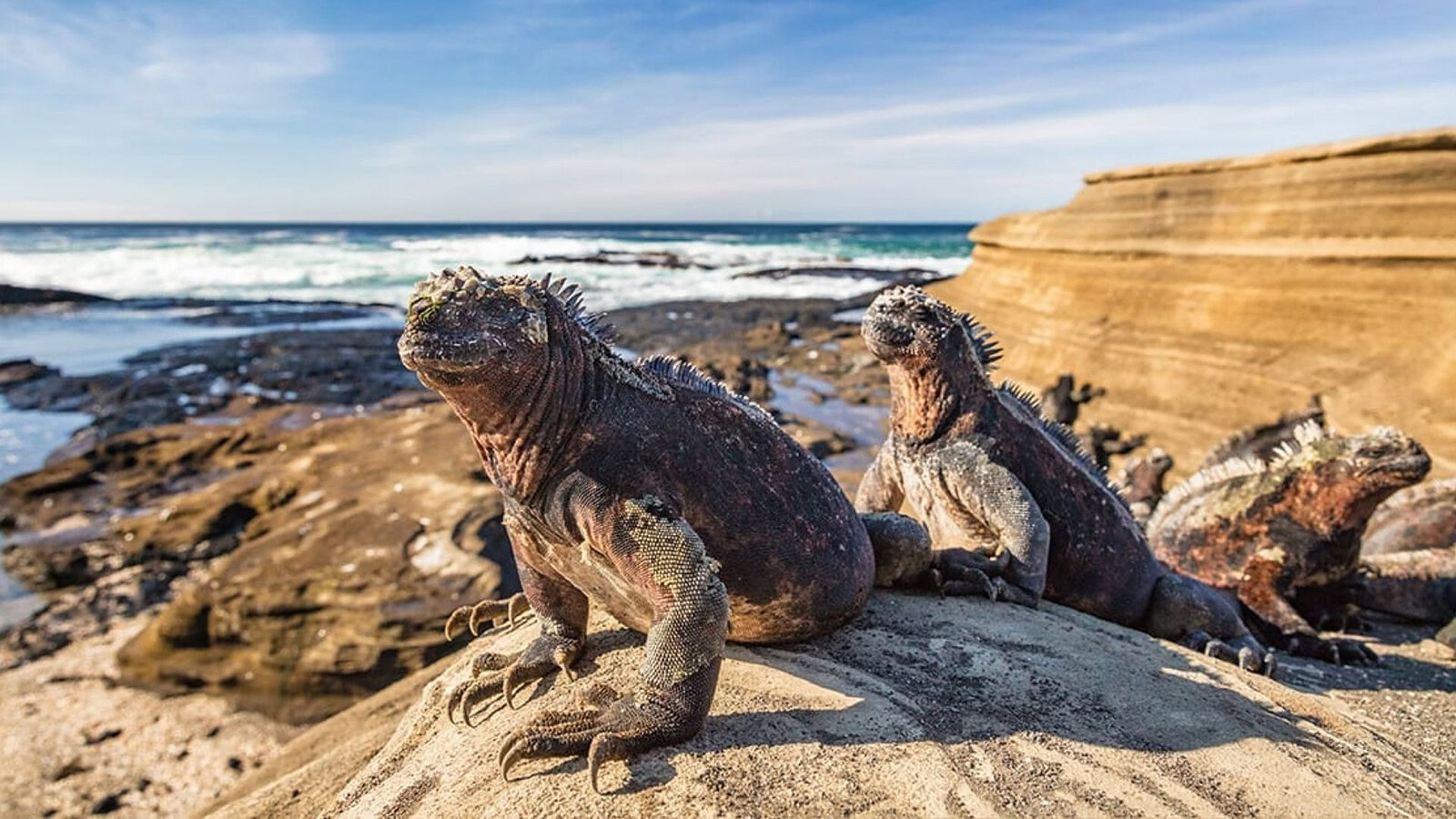 El Niño, i coralli delle Galápagos svelano un'anomalia inedita sul ciclone rovente