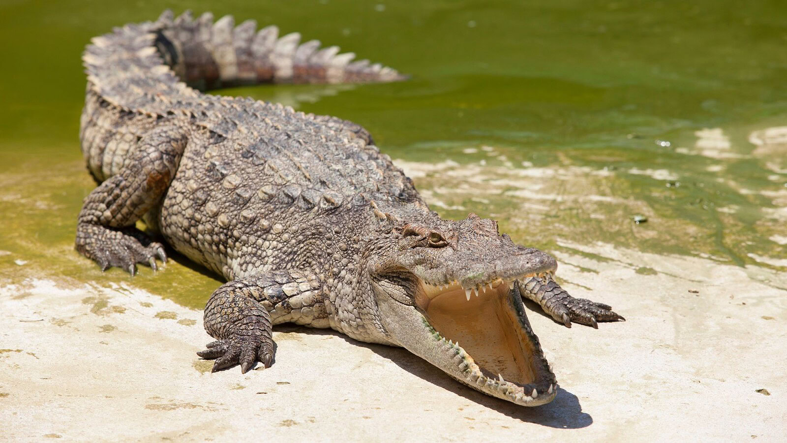 Coccodrillo del Nilo, il morso più forte ma ha un punto debole