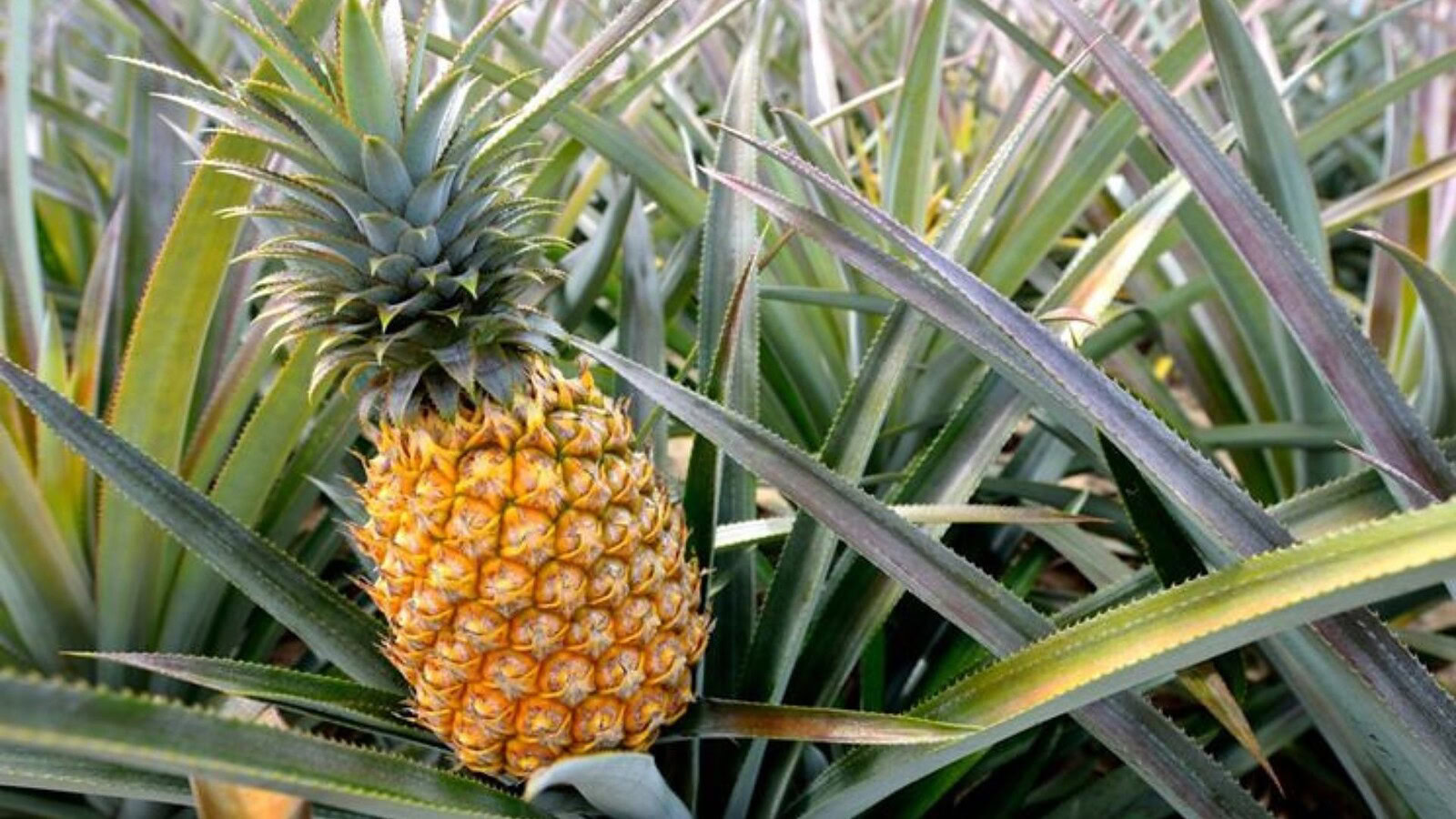 Ananas, tutte le proprietà benefiche tra realtà e leggenda