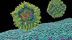 Vaccino mRNA contro il cancro: recidive dimezzate in fase 3