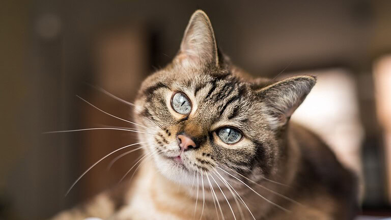 Gatto e Luna piena: la verità sui lunar zoomies notturni