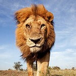 LION, quattro anni con un leone: la nuova serie su Disney+