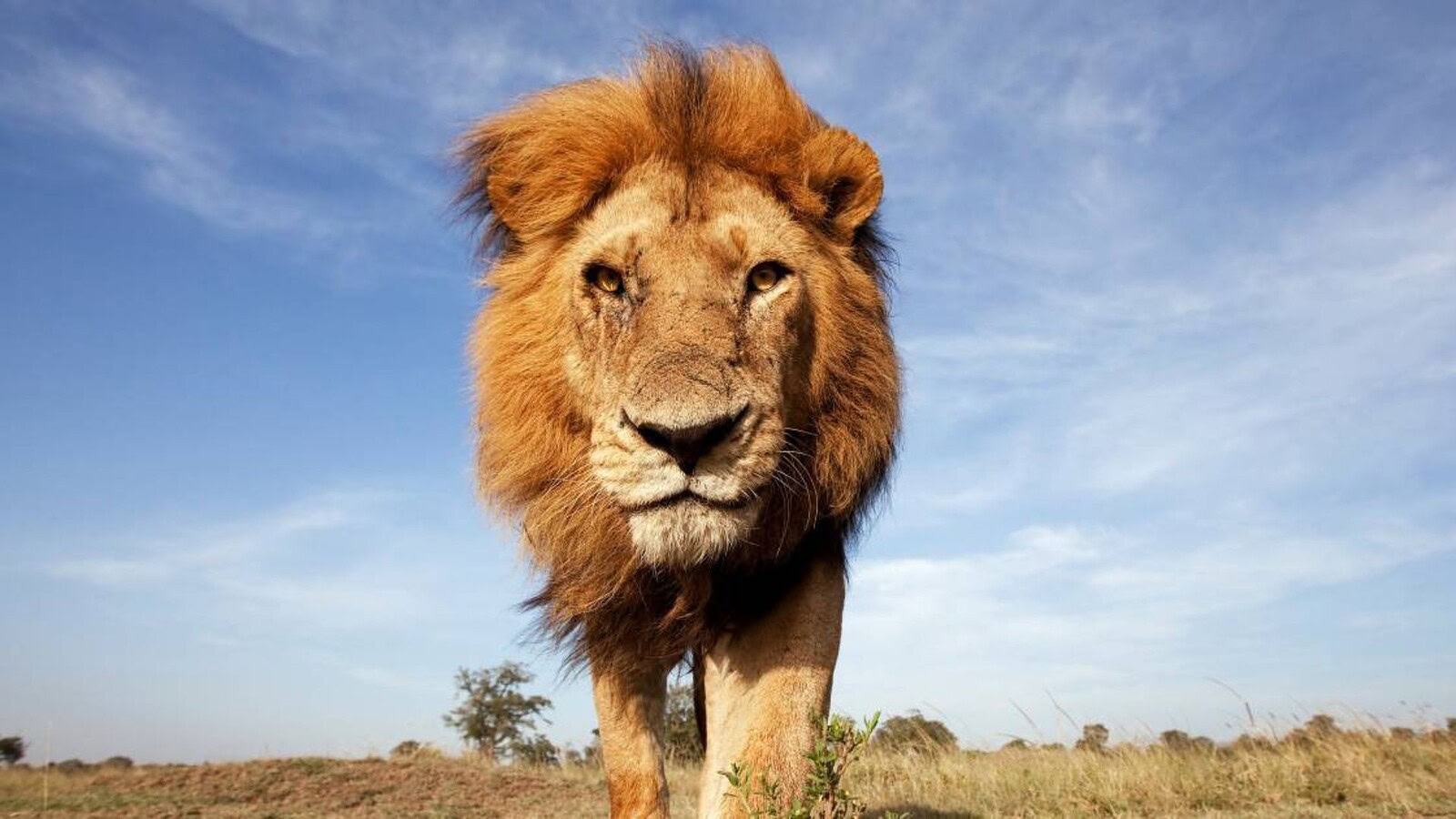 LION, quattro anni con un leone: la nuova serie su Disney+