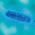Vibrio vulnificus, il batterio mangia carne non è una novità