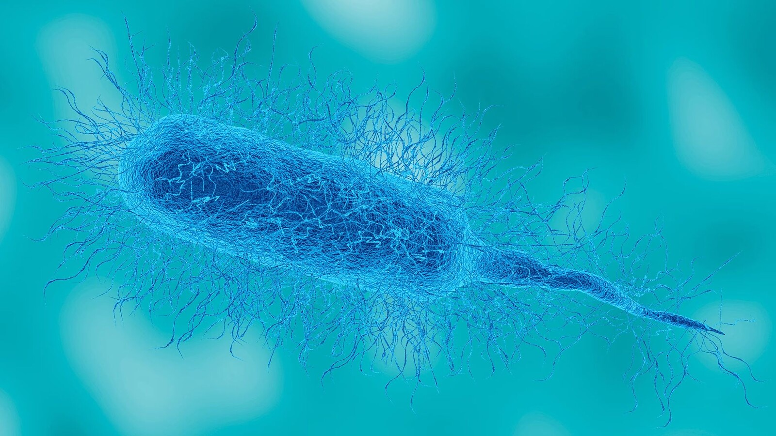 Vibrio vulnificus, il batterio mangia carne non è una novità