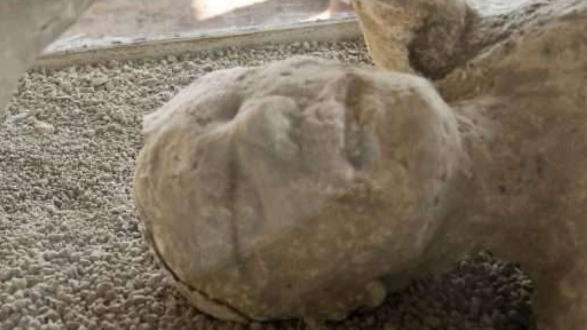 Pompei, perché denti e vestiti delle vittime sono ancora intatti Pompei, perché denti e vestiti delle vittime sono ancora intatti