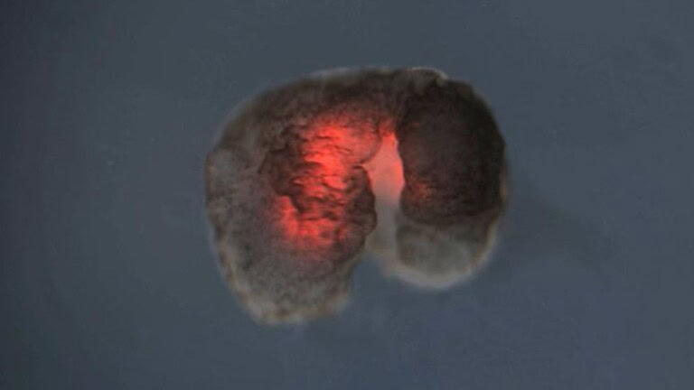 Xenobot: le cellule di rana morta che tornano a vivere in laboratorio