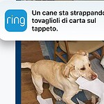 Ring porta in Italia l'AI nelle notifiche e un nuovo standard di crittografia