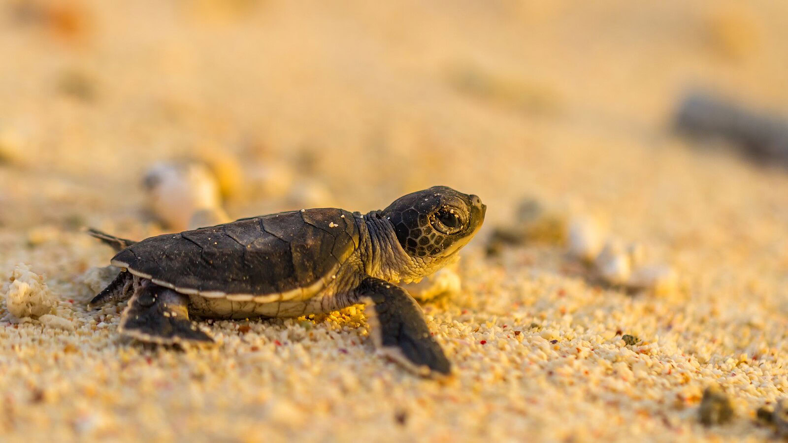 Caretta caretta, cosa fare se trovi un piccolo sulla spiaggia