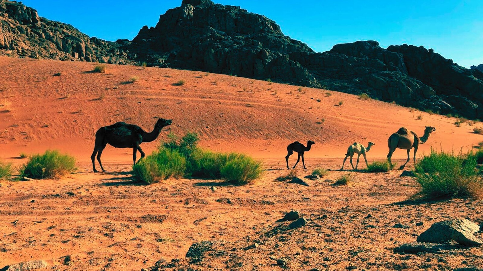 Neanderthal in Arabia
