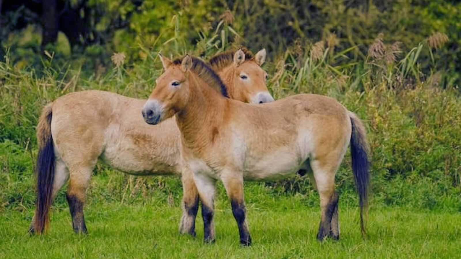 cavallo di Przewalski