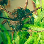 fungo zombie
