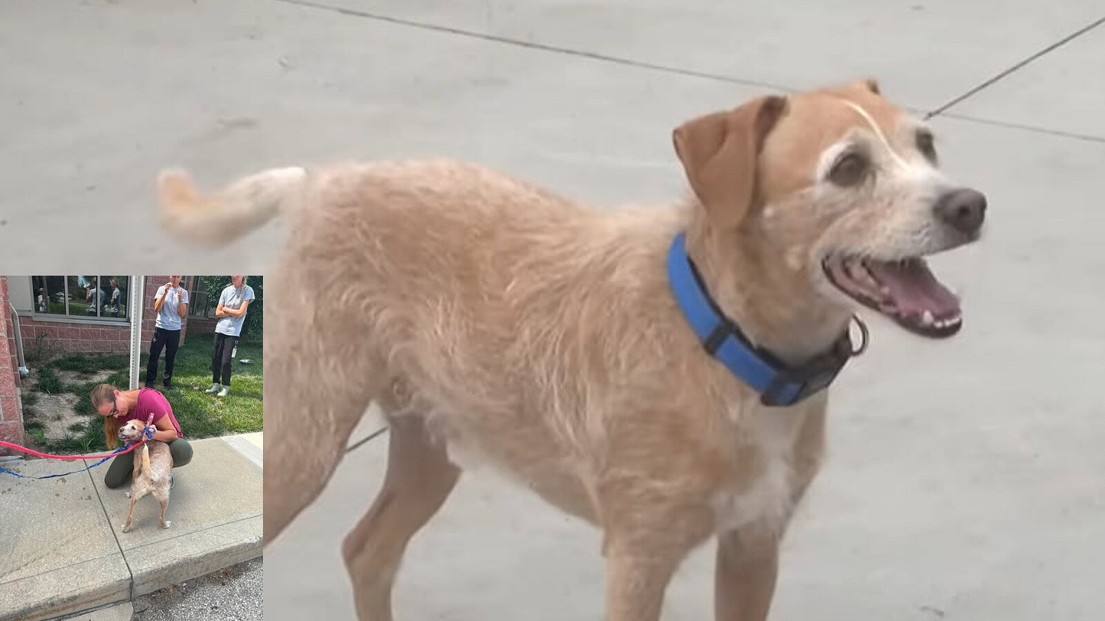 Cane scomparso da 5 anni ritrovato a mille km grazie a Facebook