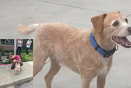 Cane scomparso da 5 anni ritrovato a mille km grazie a Facebook