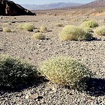 La pianta del deserto che si raffredda da sola come un condizionatore