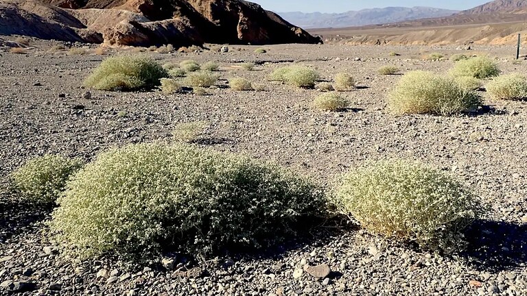 La pianta del deserto che si raffredda da sola come un condizionatore