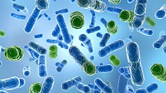 Batteri magnetici: i primi organismi a sentire il campo terrestre