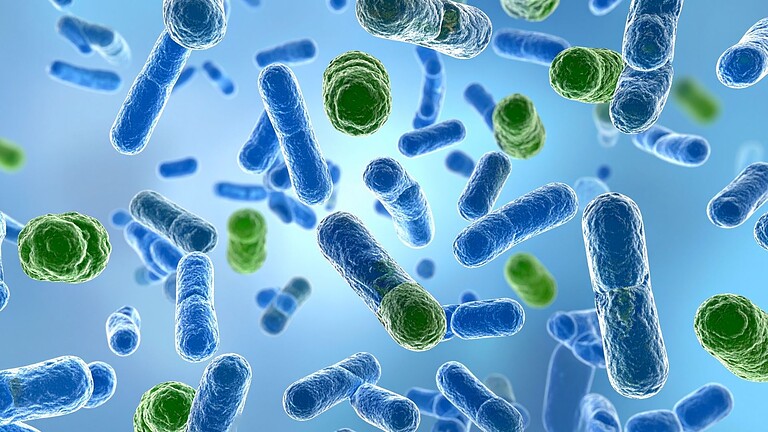 Batteri magnetici: i primi organismi a sentire il campo terrestre