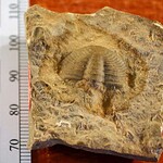 Fossili di 567 milioni di anni in Canada riscrivono la storia della vita