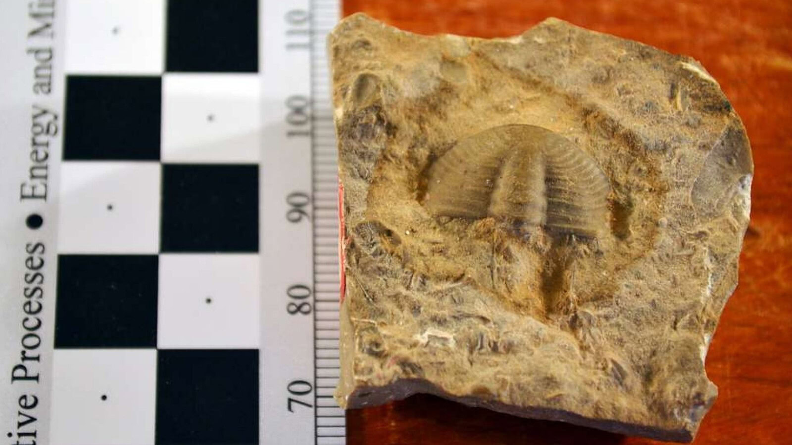 Fossili di 567 milioni di anni in Canada riscrivono la storia della vita