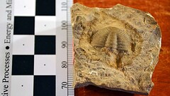 Fossili di 567 milioni di anni in Canada riscrivono la storia della vita