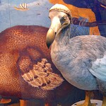 Dodo, altro che grasso e stupido: la vera storia dell'uccello