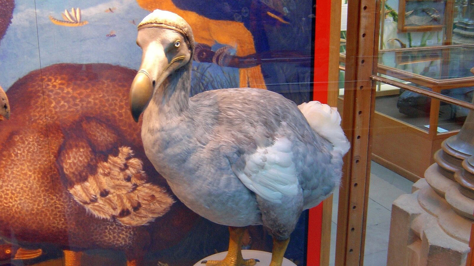 Dodo, altro che grasso e stupido: la vera storia dell'uccello