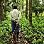 Jadav Payeng, l'uomo che ha piantato una foresta da solo in India