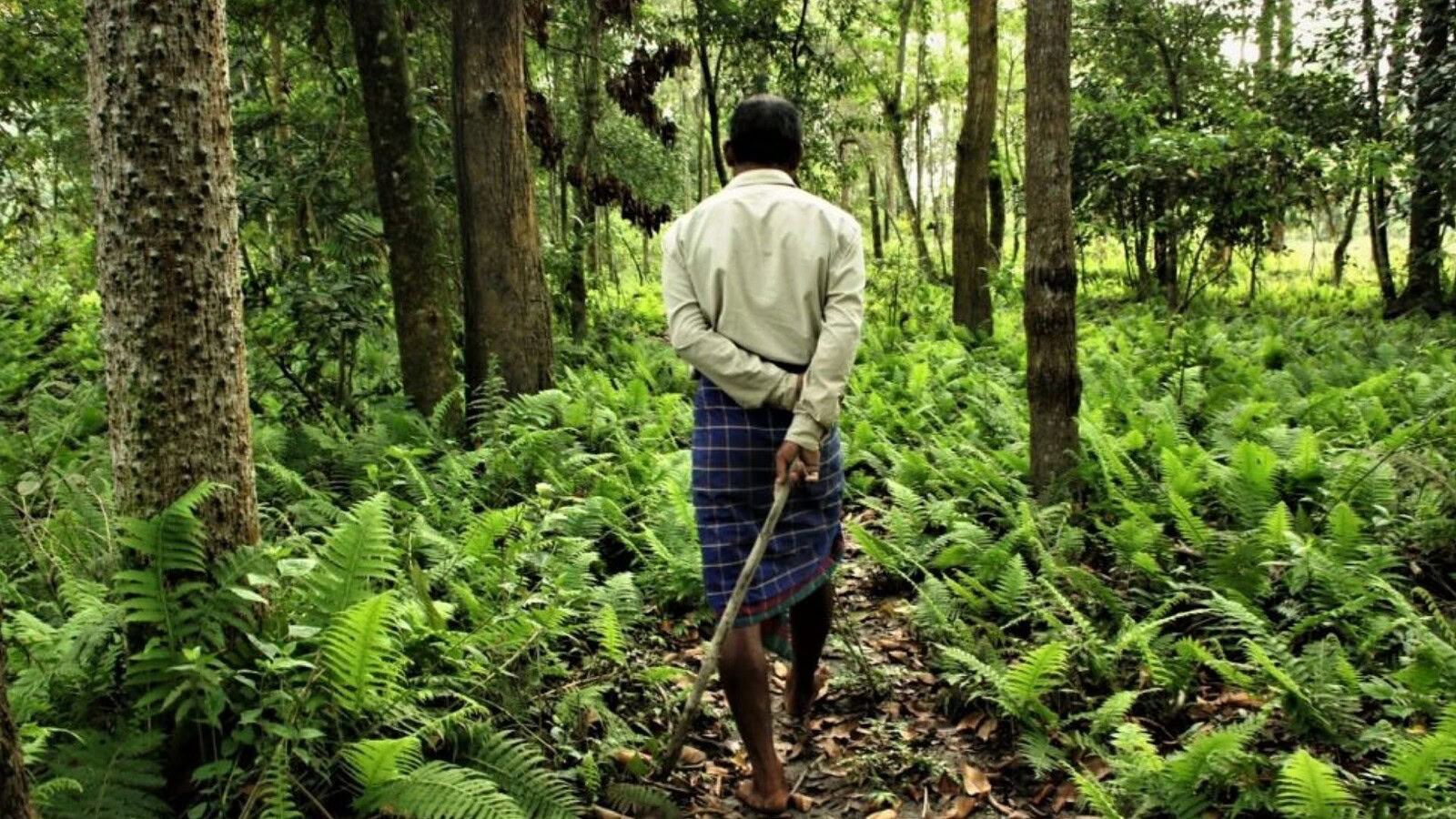 Jadav Payeng, l'uomo che ha piantato una foresta da solo in India