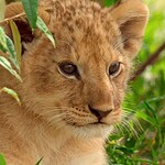 Lion su Disney Plus: la storia del cucciolo Kio dal 20 agosto