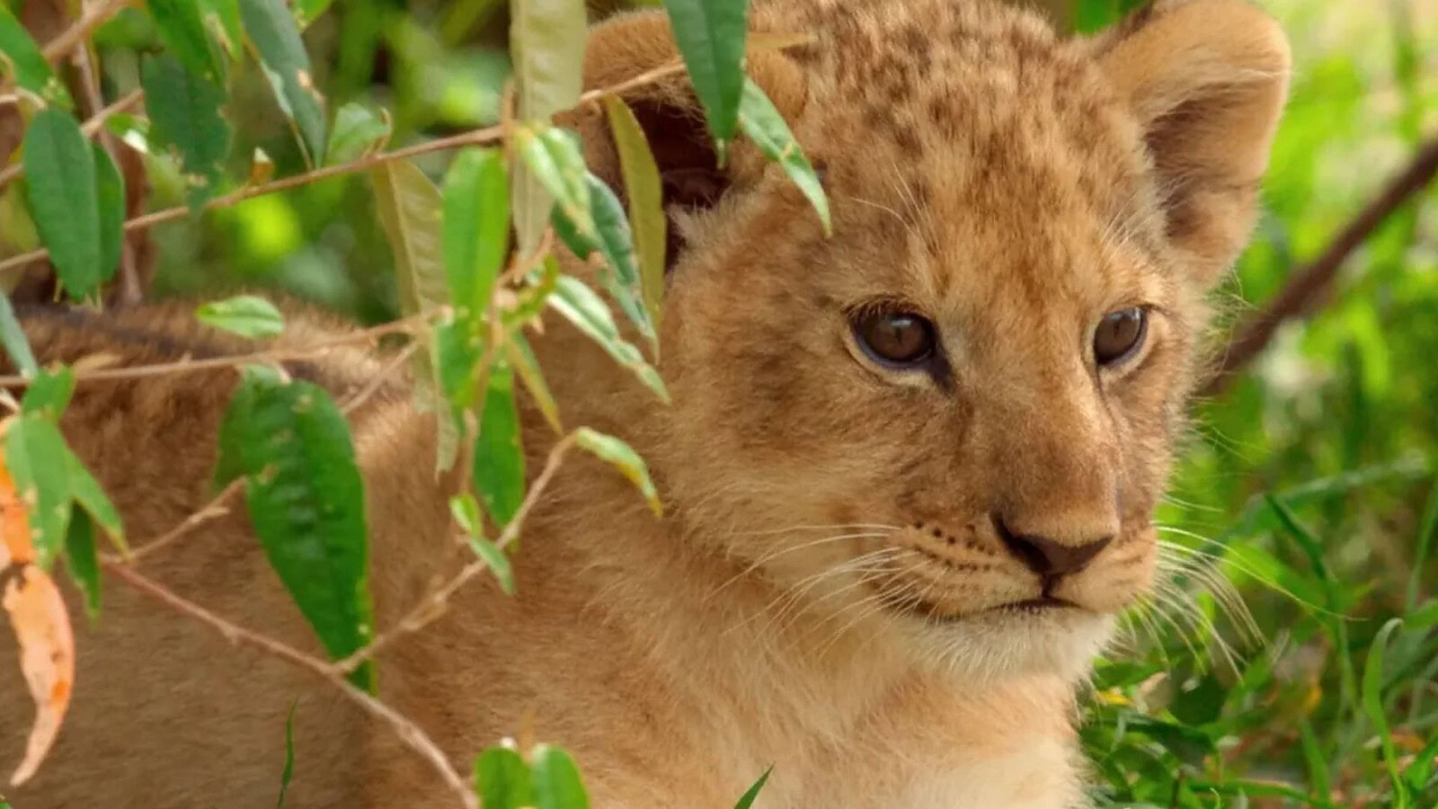 Lion su Disney Plus: la storia del cucciolo Kio dal 20 agosto