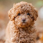 Cani anallergici modificati geneticamente compiono due anni