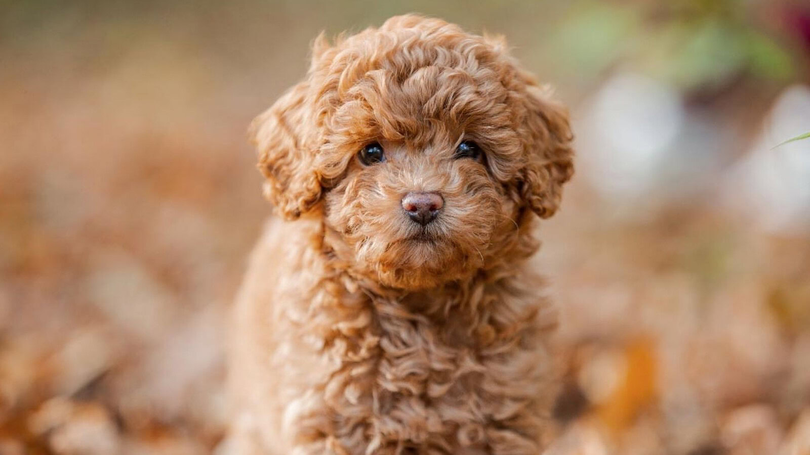 Cani anallergici modificati geneticamente compiono due anni