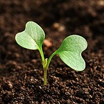 Vita sulla Terra: forse è nata due volte, non una