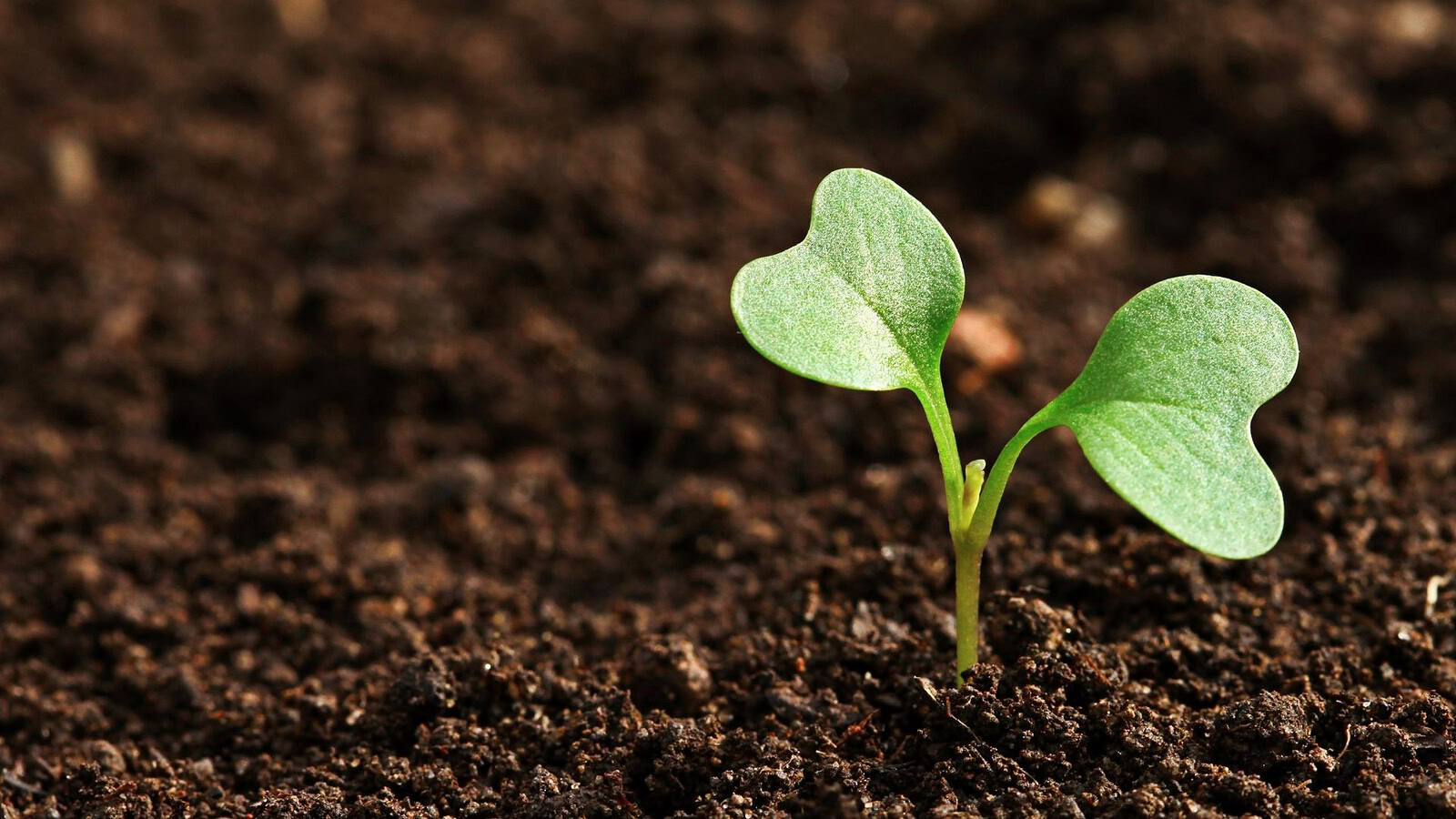 Vita sulla Terra: forse è nata due volte, non una