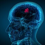 Cervello adulto, la riparazione avviene in un modo inatteso