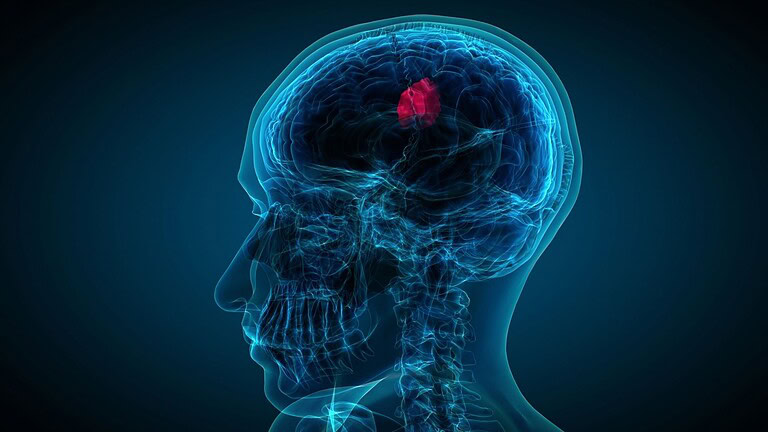 Cervello adulto, la riparazione avviene in un modo inatteso