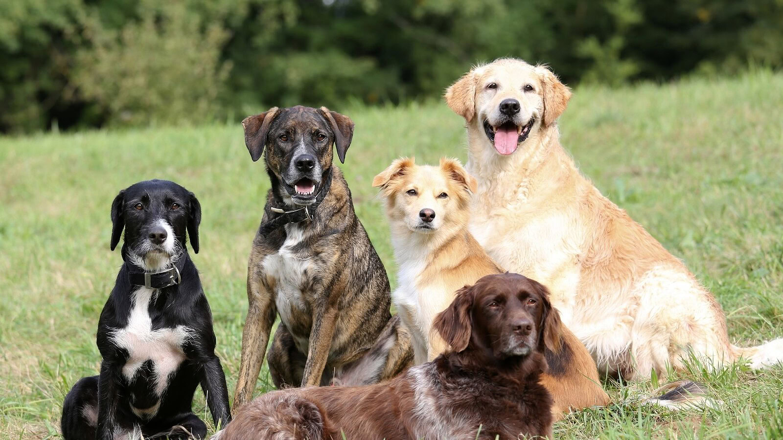 Cani, il cervello riconosce paura, rabbia e tristezza nei volti